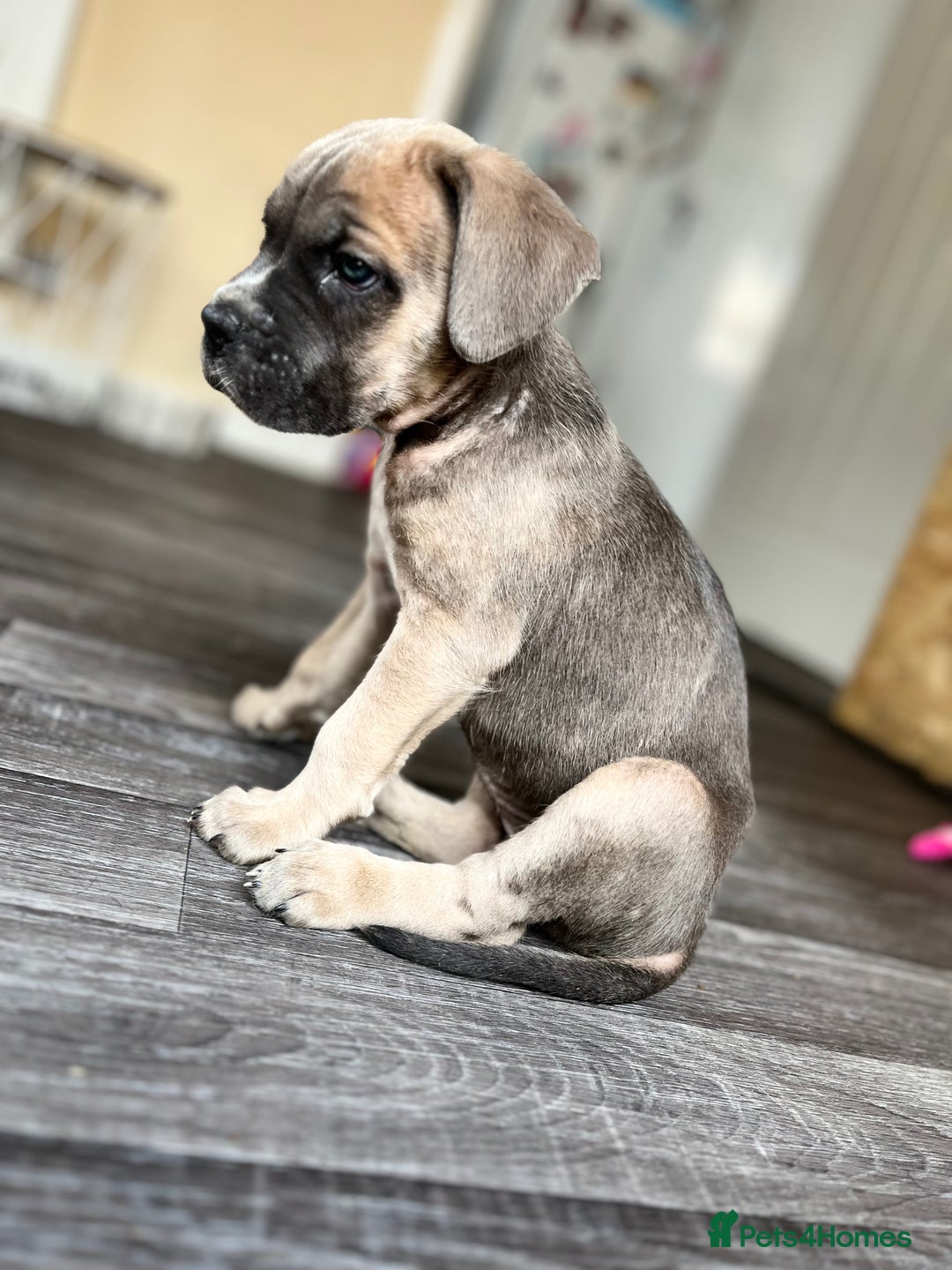 Cane Corso dogs for sale: Purebred Cane Corso puppies  - Image 6