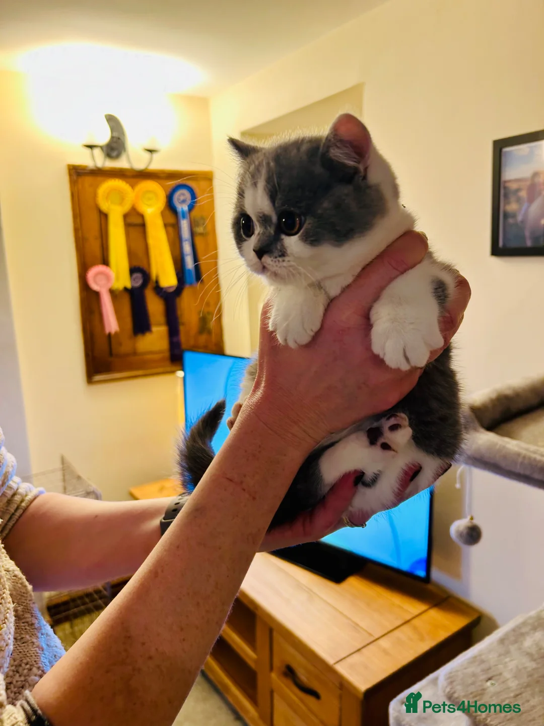 British Shorthair cats for sale: GCCF Chunky British Shorthair Kittens - Advert 10