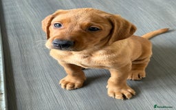 Labrador Retriever dogs for sale: KC Registered MacBruce Fox Red Labrador Puppies  - Image 1
