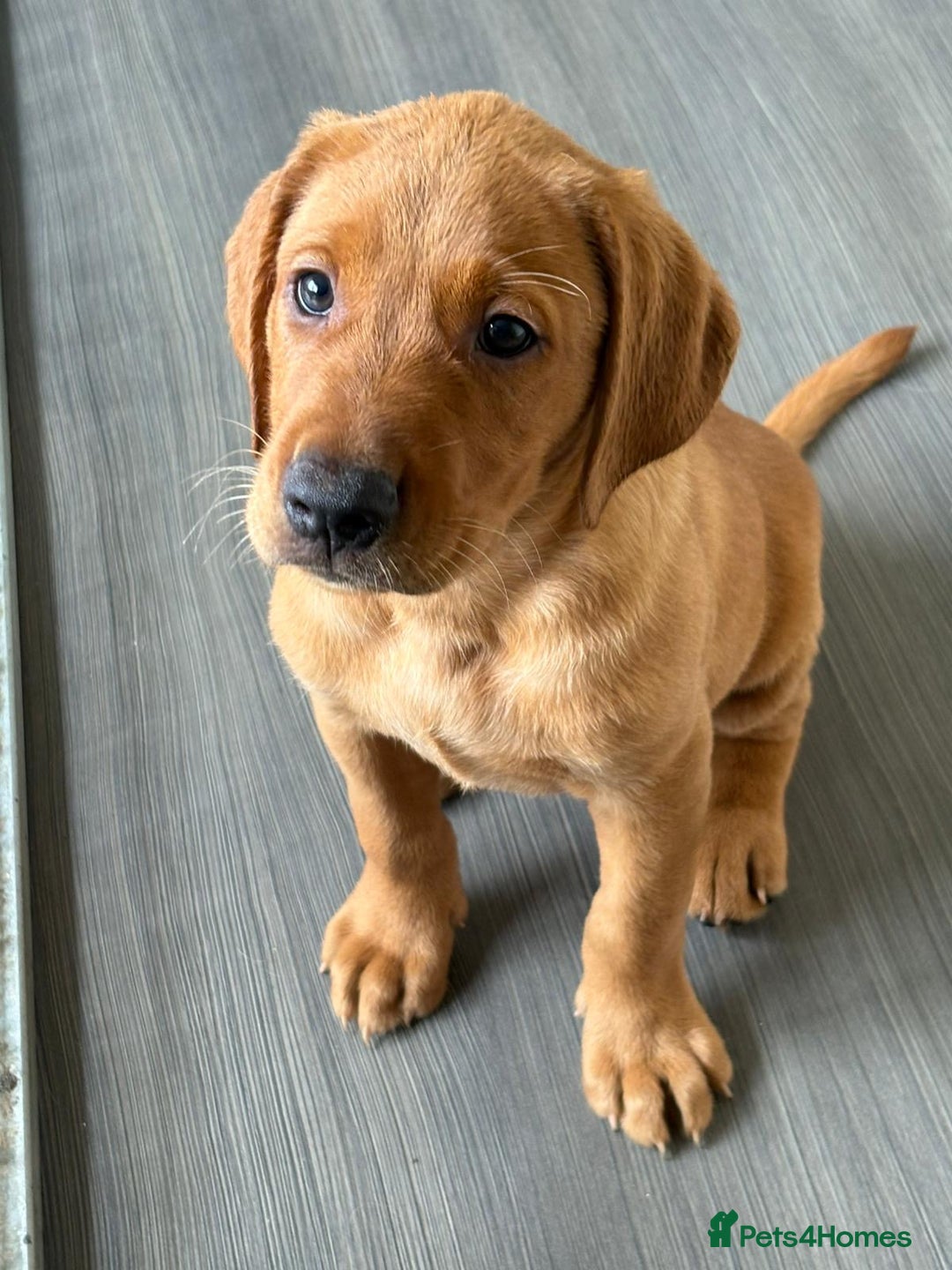 Labrador Retriever dogs for sale: KC Registered MacBruce Fox Red Labrador Puppies  - Image 1