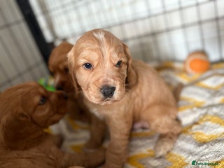 Cocker Spaniel dogs - Advert 16