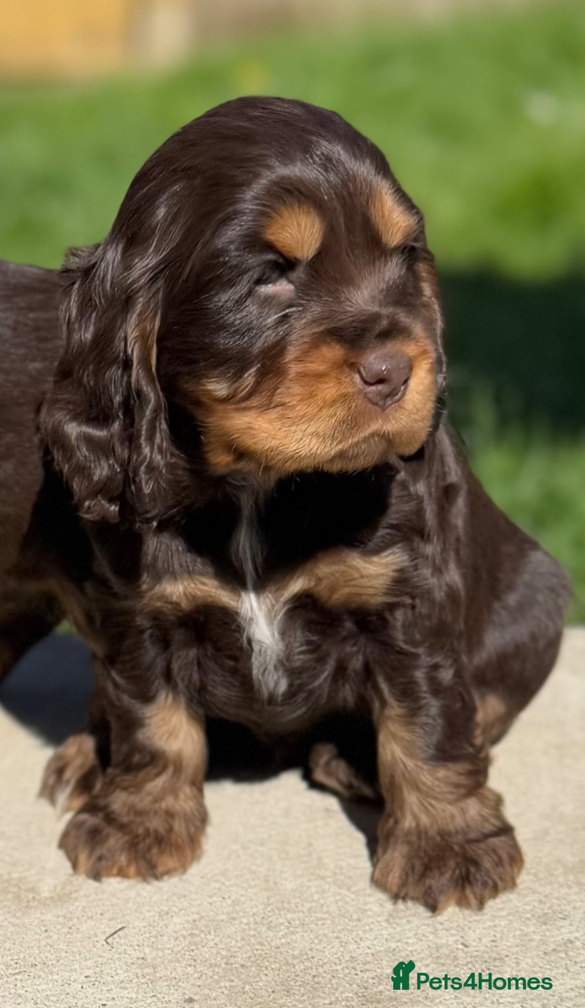Cocker Spaniel dogs KC Registered Show-Type Cocker Spaniel Puppies - Advert 5
