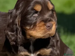 Cocker Spaniel dogs KC Registered Show-Type Cocker Spaniel Puppies - Advert 5