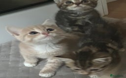 Mixed Breed cats for sale: Gorg loving kitties 4 the best homes only  - Image 11