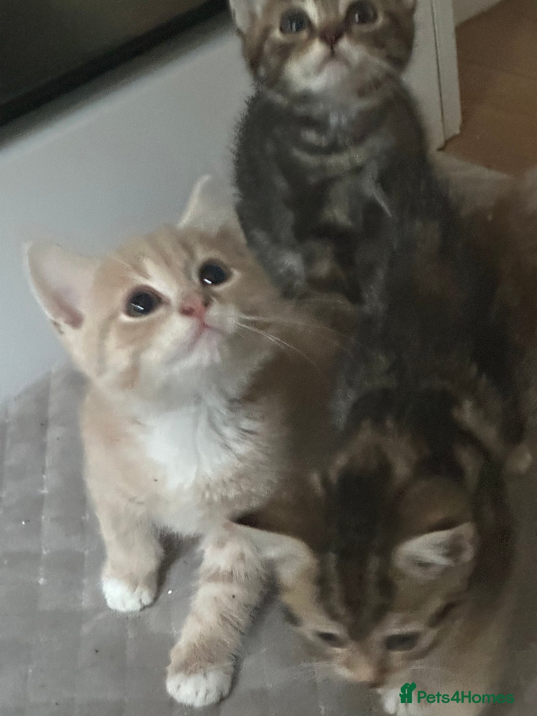 Mixed Breed cats for sale: Gorg loving kitties 4 the best homes only  - Image 11