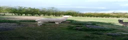 Alpaca livestock for sale: 2 adult females and 1 weanling males for sale - Advert 2