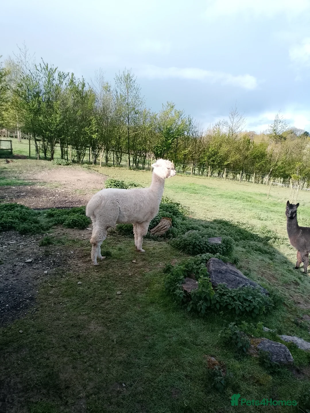 Alpaca livestock for sale: 2 adult females and 1 weanling males for sale - Advert 2