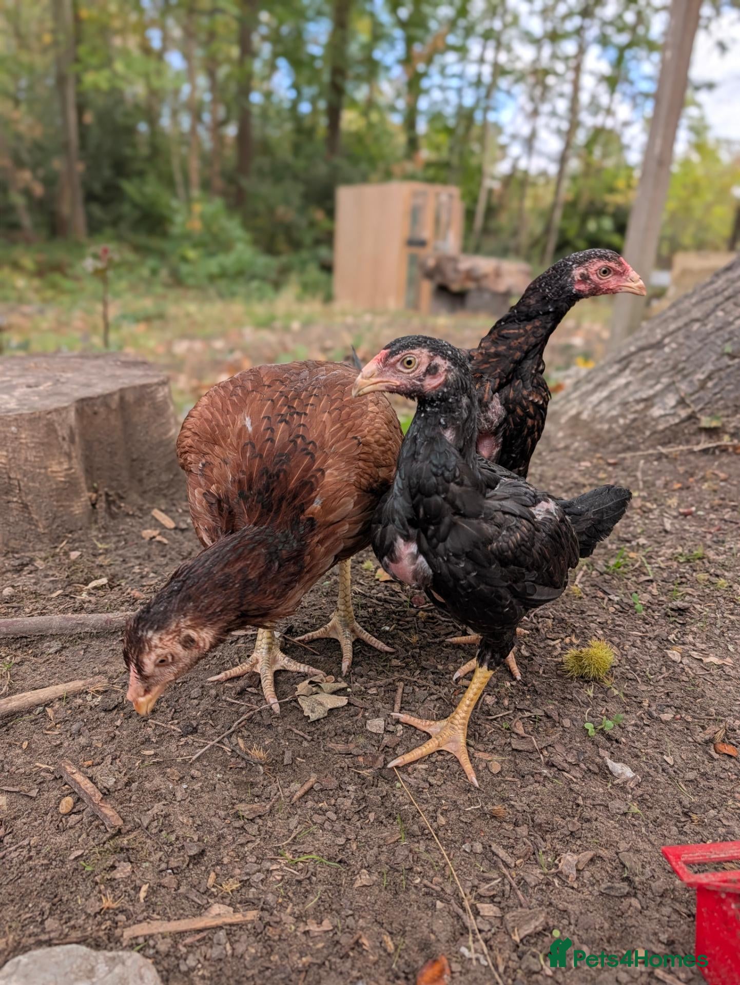 Chickens poultry for sale: 3 Aseel females for sale  - Advert 20