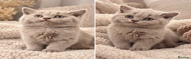 British Shorthair 3