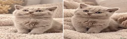 British Shorthair cats for sale: 🤎 Exceptional British Shorthair Kitten 🎃 - Advert 6