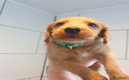 Labradoodle dogs for sale: ONLY 4 GIRLS LEFT F1 miniature labradoodles - Image 26