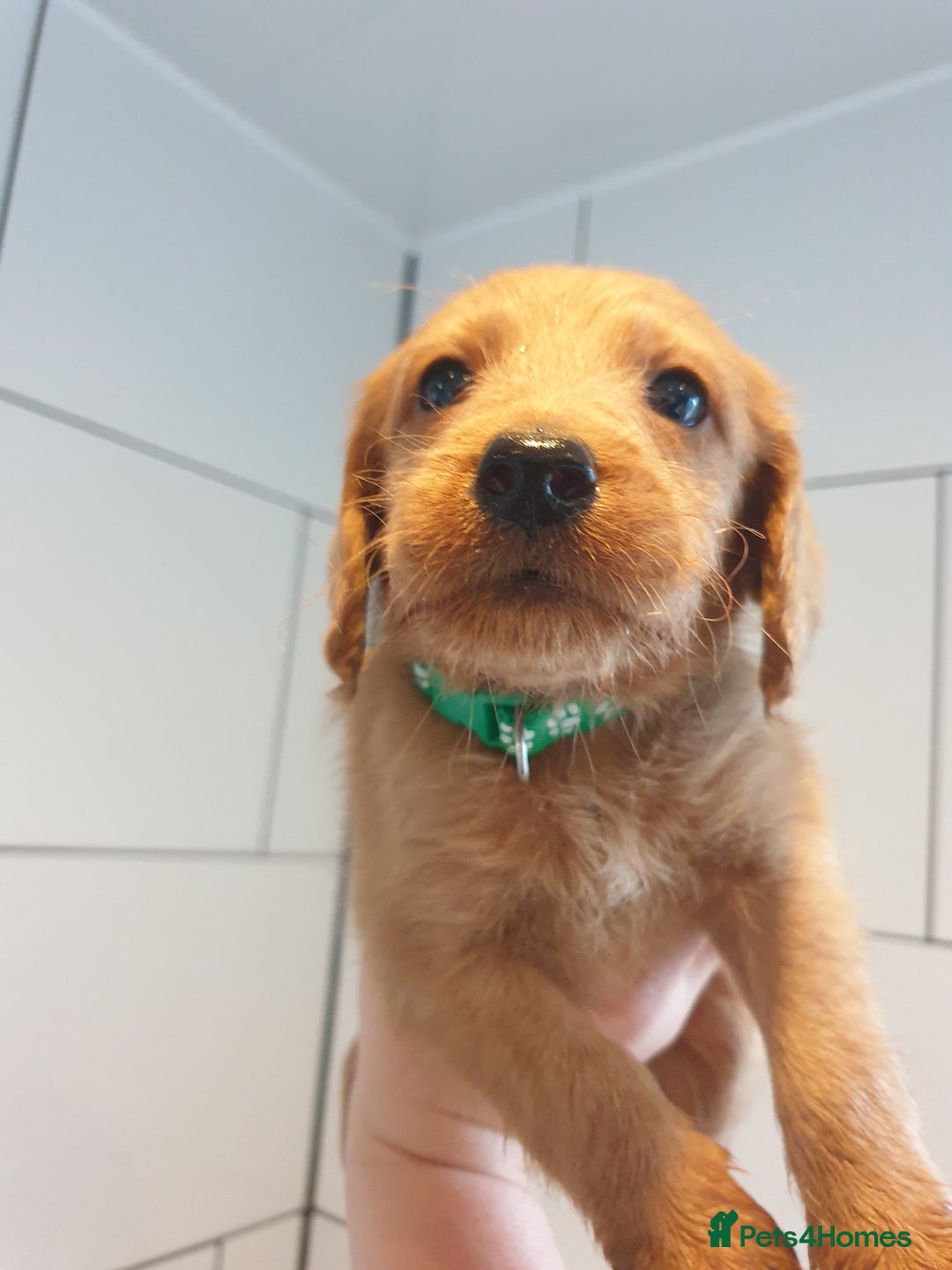 Labradoodle dogs for sale: ONLY 4 GIRLS LEFT F1 miniature labradoodles - Image 26
