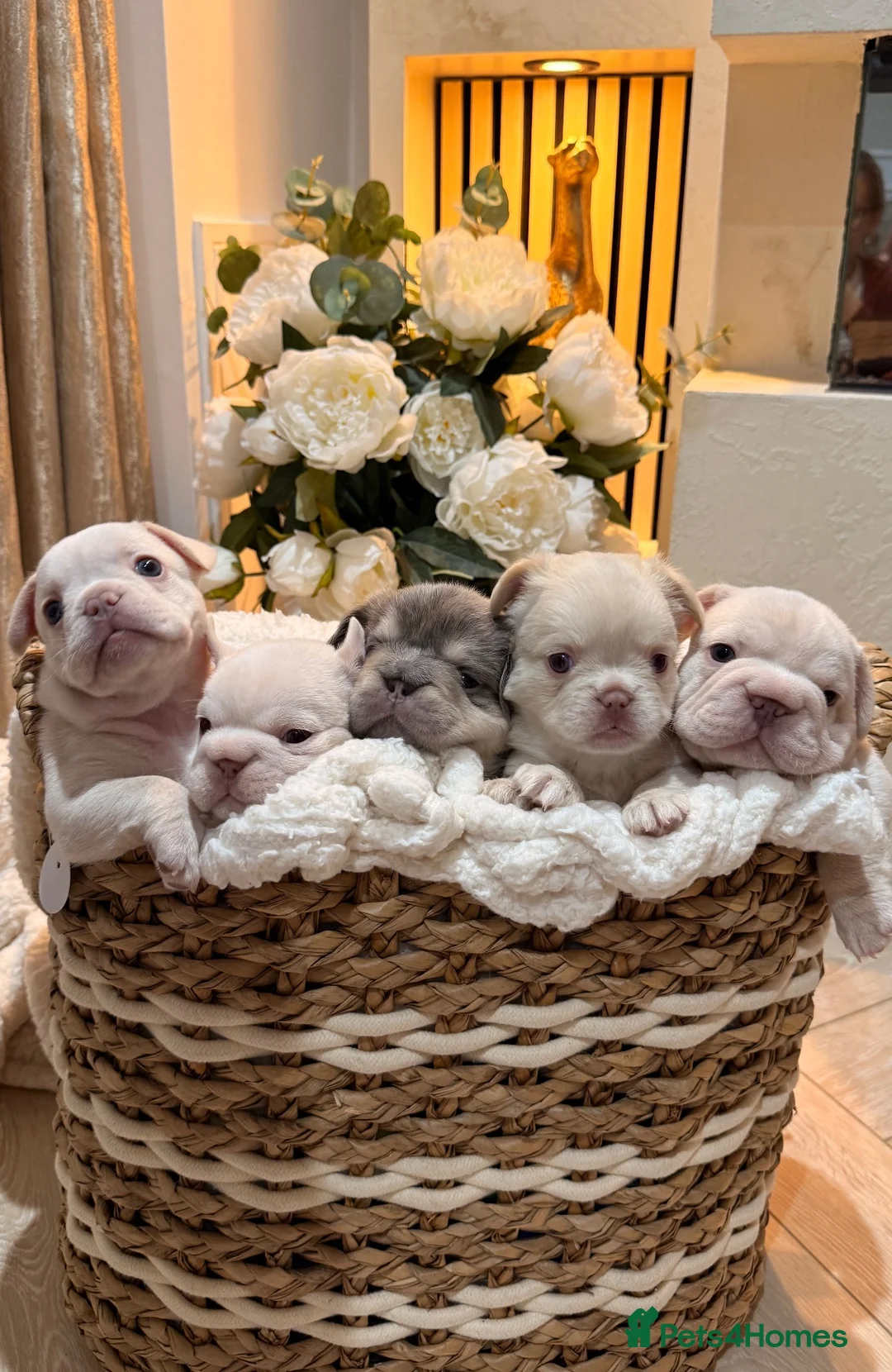 French Bulldog dogs for sale: Testable Visual fluffy French bulldog puppies  in Harlow - Advert 15