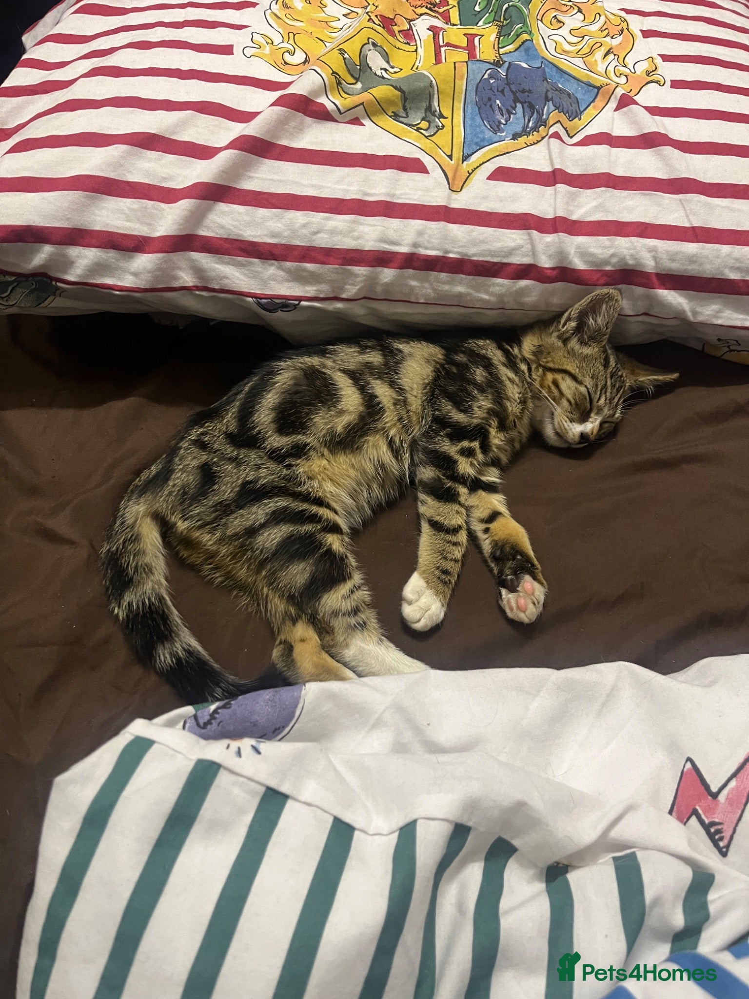 Domestic Shorthair cats Tabby kitten - Advert 3