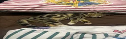 Domestic Shorthair cats for sale: Tabby kitten - Advert 1