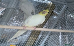 Cockatiels birds for sale: Cockatiel birds - Image 16