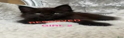 Maine Coon cats for sale: ONLY 2 LEFT SHOW QUALITY MAINE COON KITTENS - Advert 22