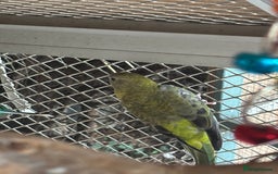 Parakeets birds for sale: Red rump parakeets  - Image 4