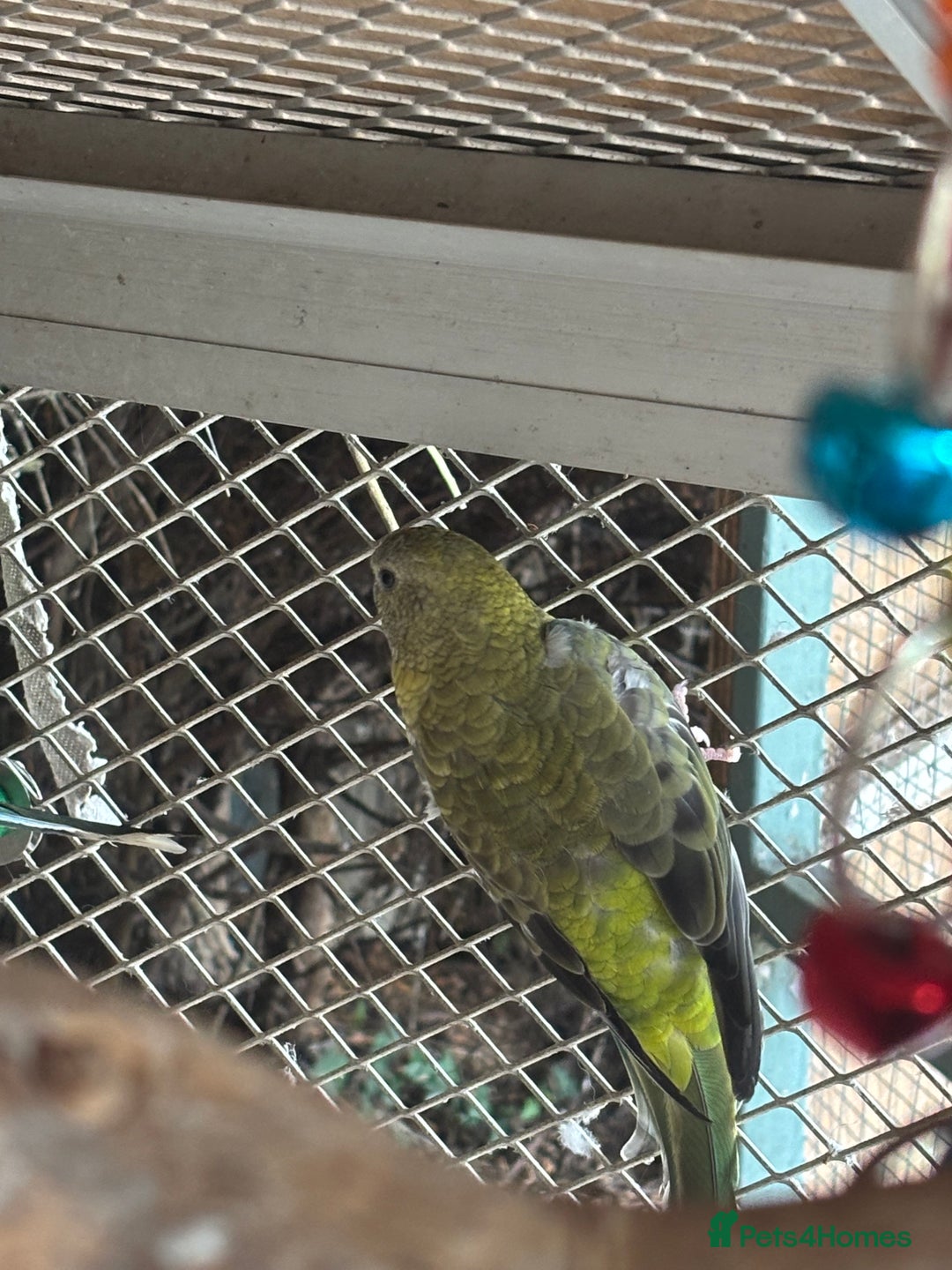 Parakeets birds for sale: Red rump parakeets  - Image 4