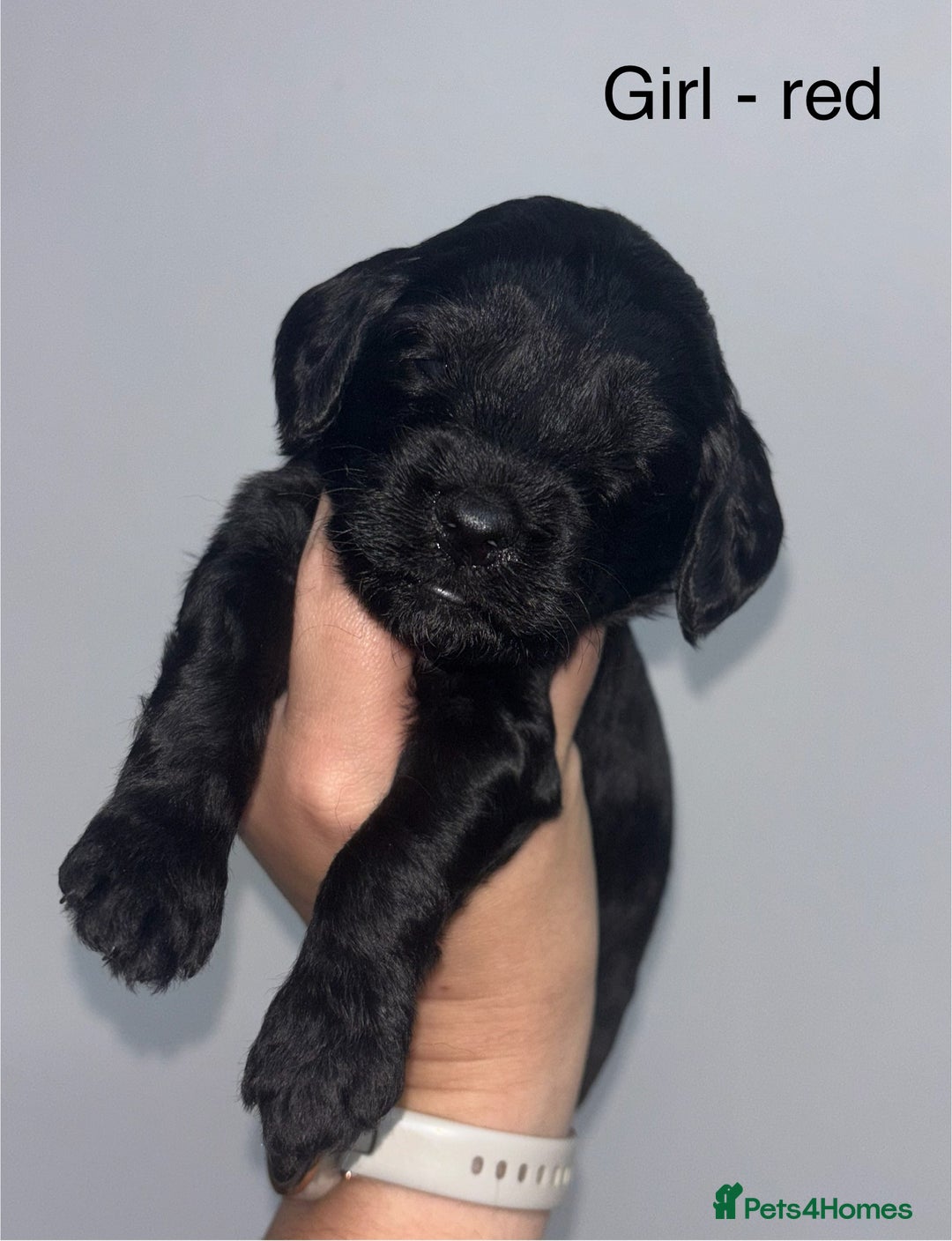 Cockapoo dogs for sale: F1 cockapoos - Image 6