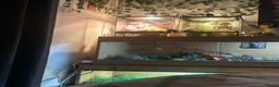 Gecko reptiles for sale: Crested gecko  - Advert 4