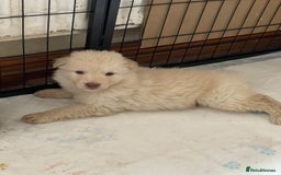German Shepherd dogs for sale: German Shepherd rare colour pups available  - Image 4
