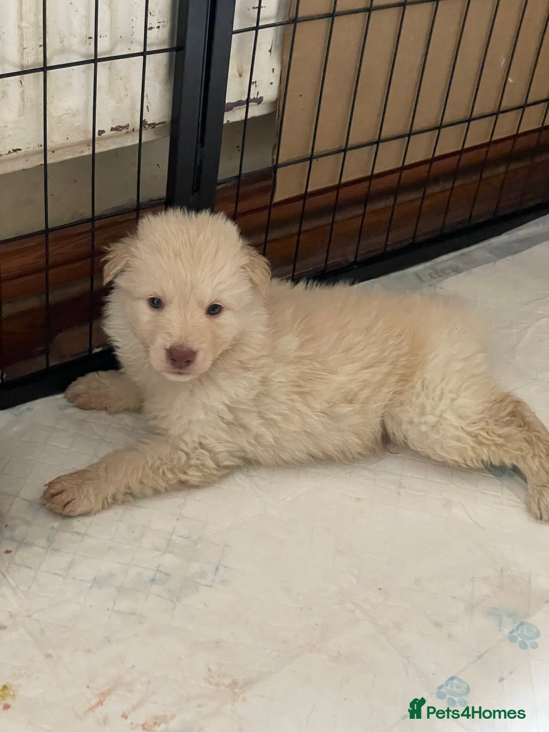 German Shepherd dogs for sale: German Shepherd rare colour pups available  - Image 4