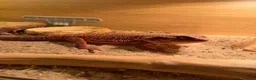 Bearded Dragon reptiles for sale: Red monster bearded dragon with full setup  in Macclesfield - Advert 5
