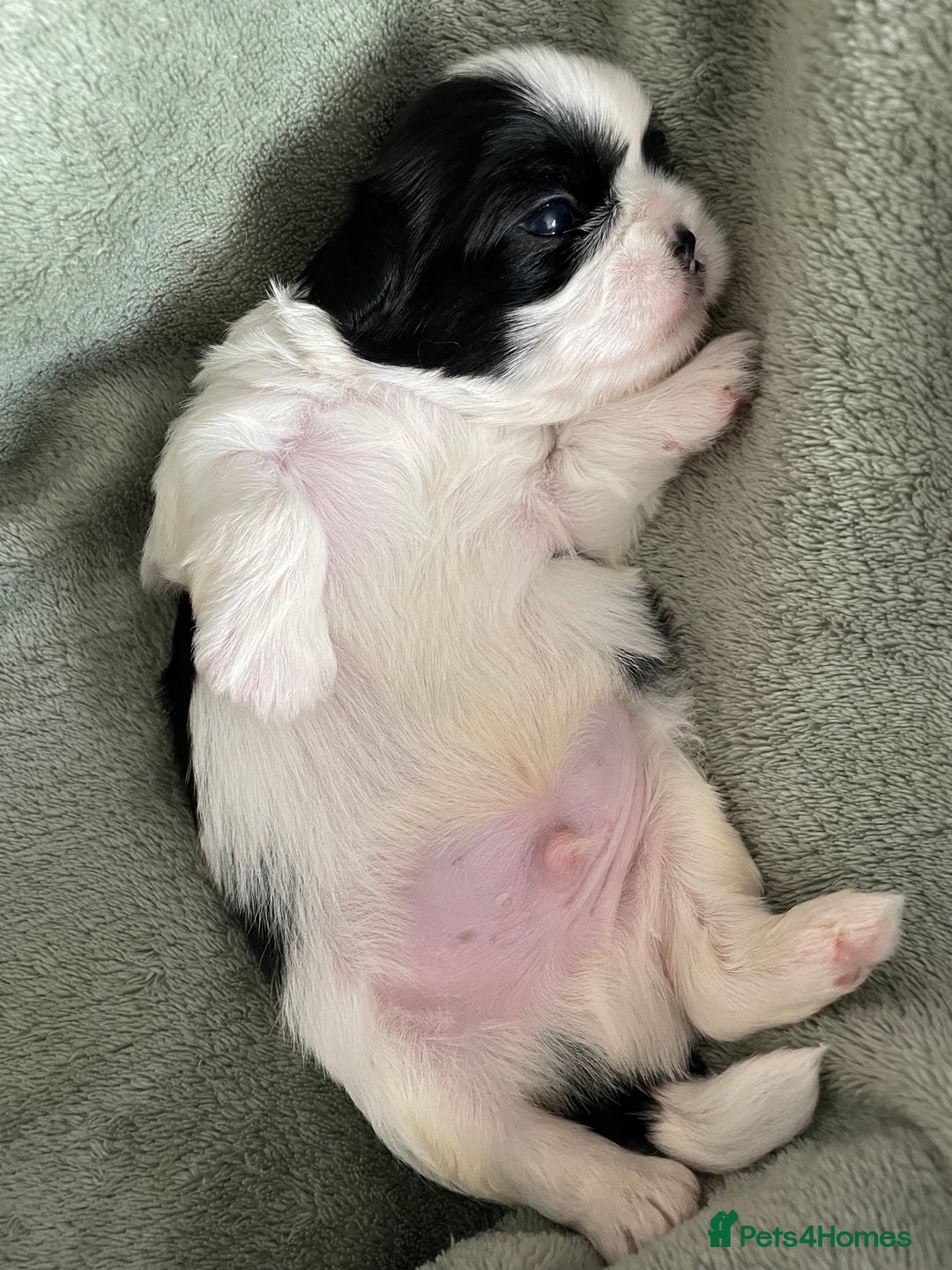 Shih Tzu dogs for sale: Adorable Imperial Shih Tzu Puppies - Image 24