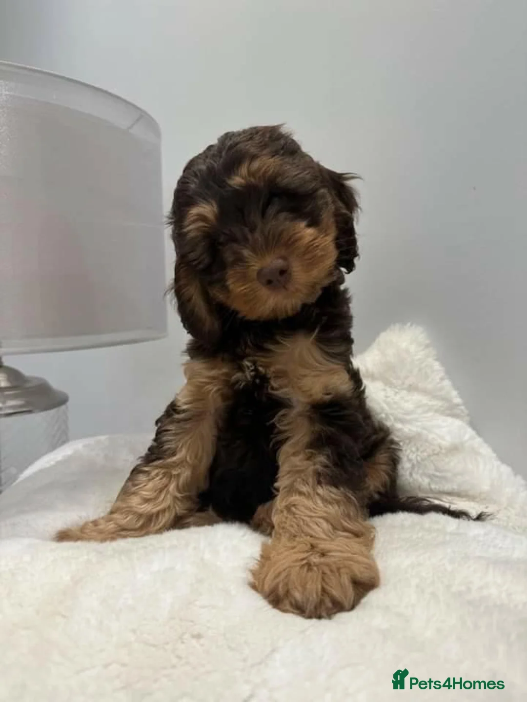 Toy Poodle dogs for stud: Teddy - Choc Phantom Covered in Cream Carrys Parti in Eastleigh - Advert 14