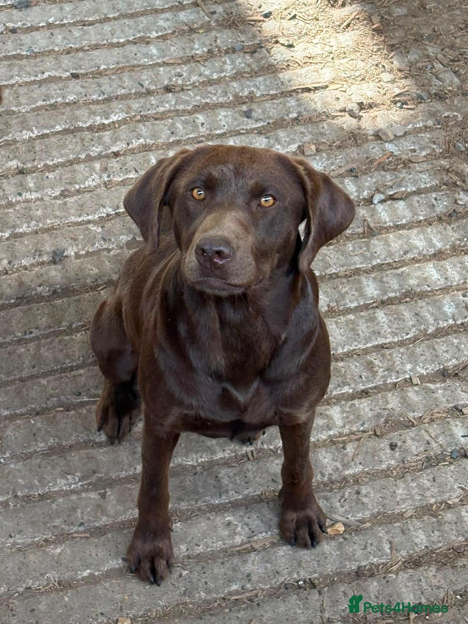 Labrador Retriever dogs MALIBOO - Advert 3
