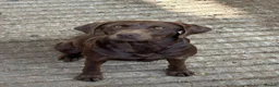 Labrador Retriever dogs for sale: MALIBOO - Advert 1