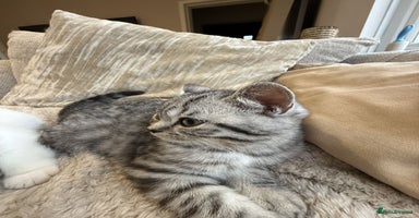 British Shorthair cats - Advert 16