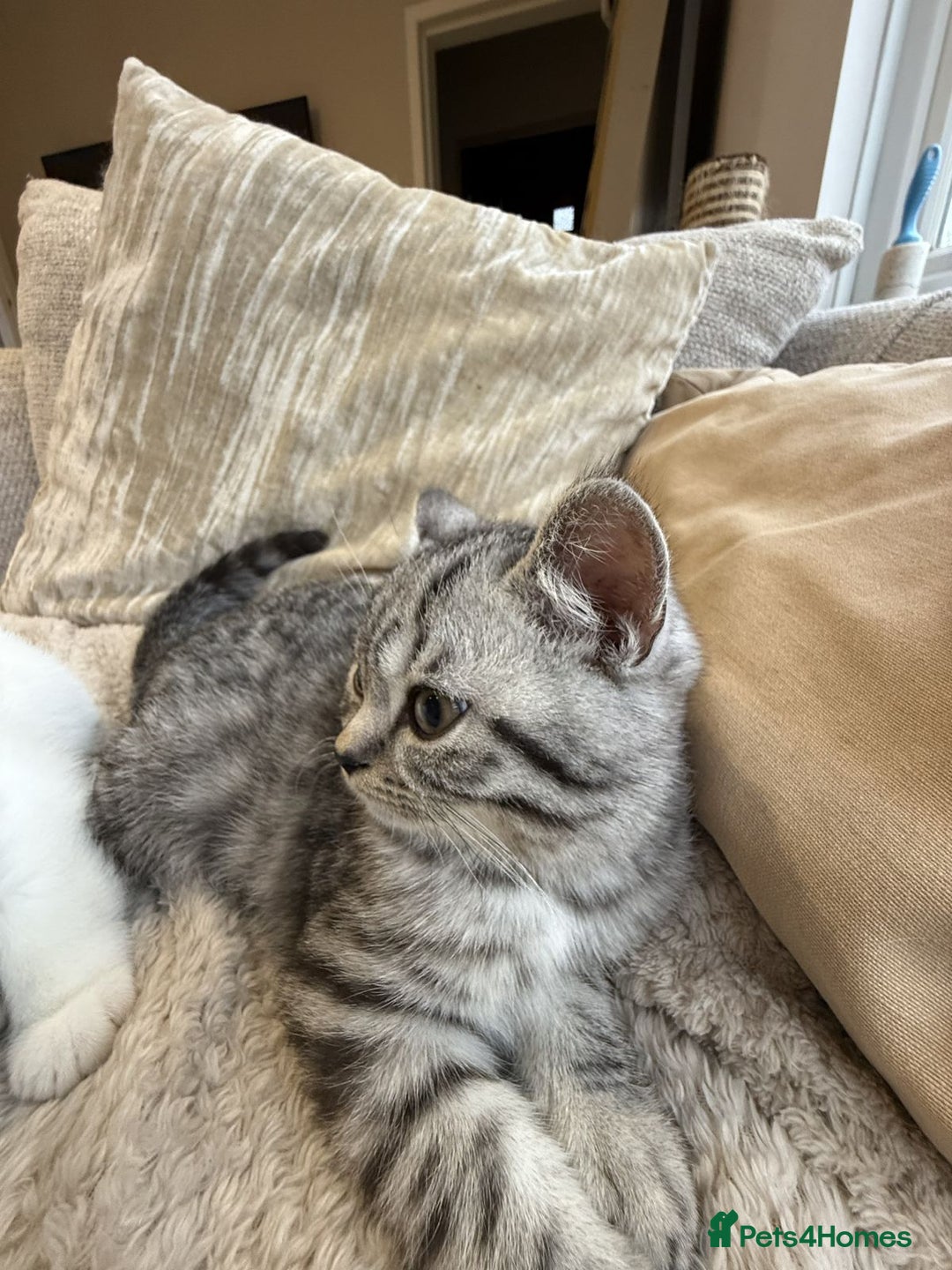 British Shorthair cats for sale: RARE PATTERN BSH PURE KITTEN - Image 3