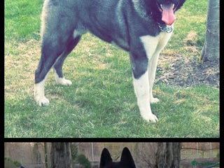 Akita dogs Kc Registered American Akita Puppies - Advert 16