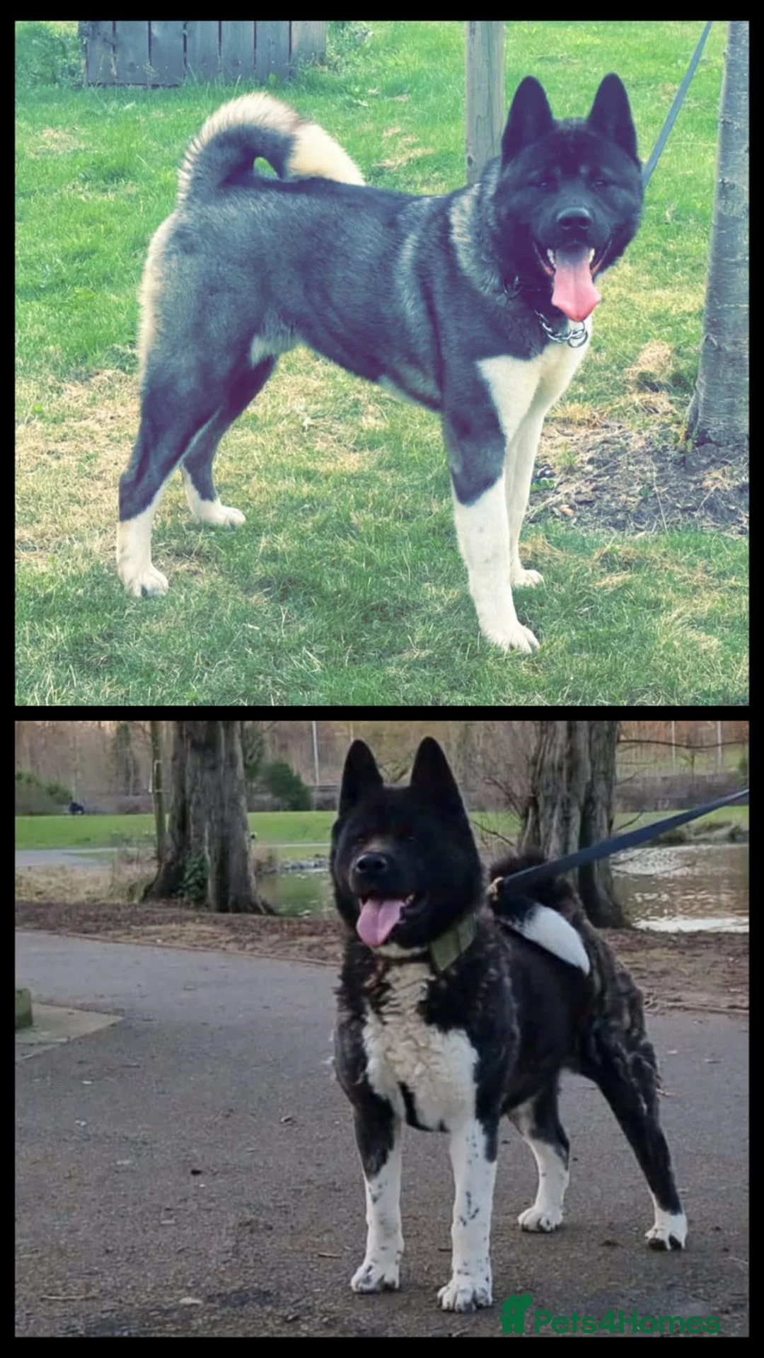 Akita dogs for sale: Kc Registered American Akita Puppies Ready - Advert 4