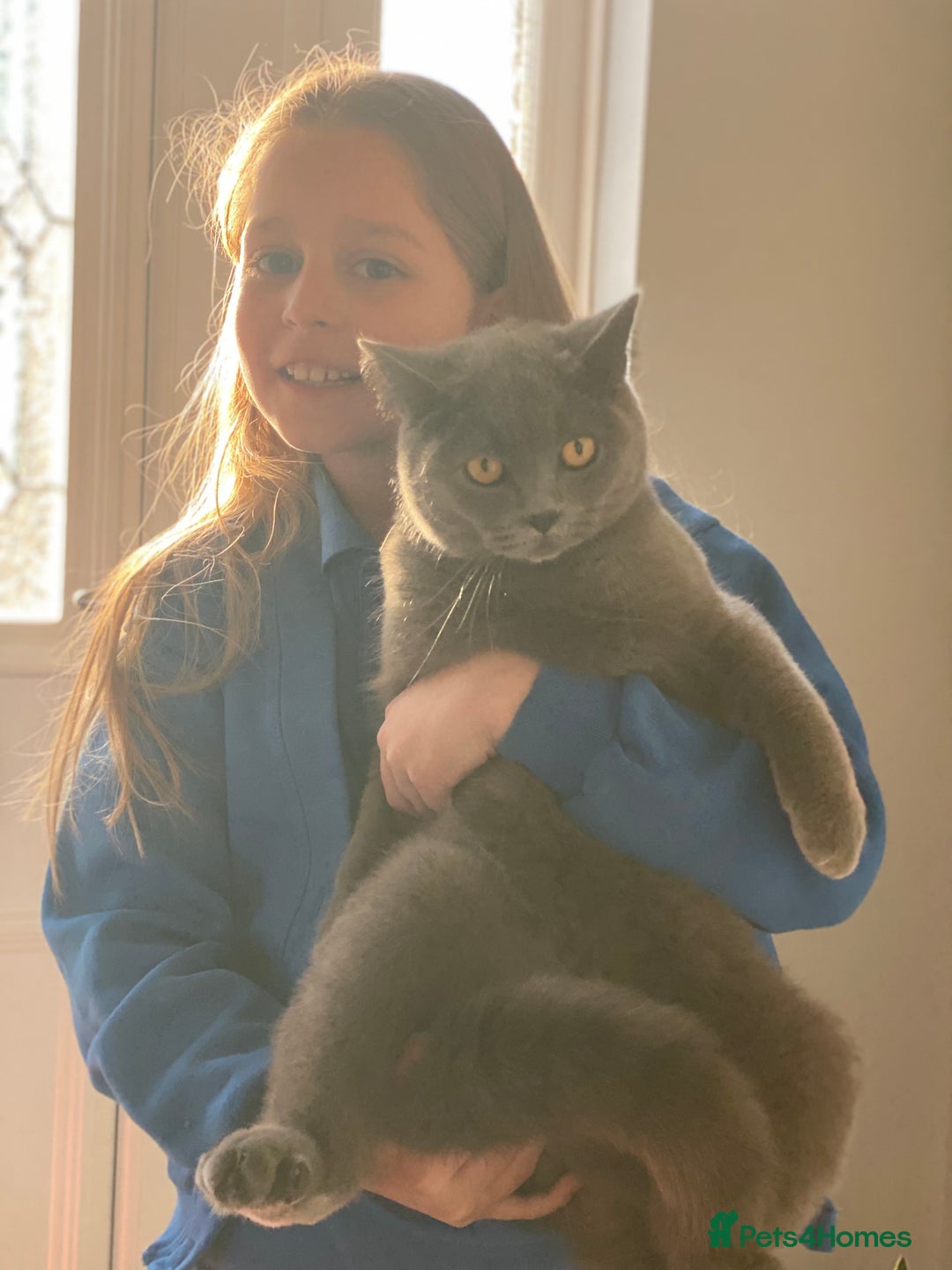 British Shorthair cats for sale: Stunning Rare Pedigree British Shorthair Brothers - Advert 5