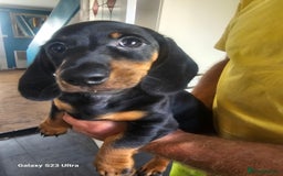 Dachshund dogs for sale: Dachshund puppies  - Image 2
