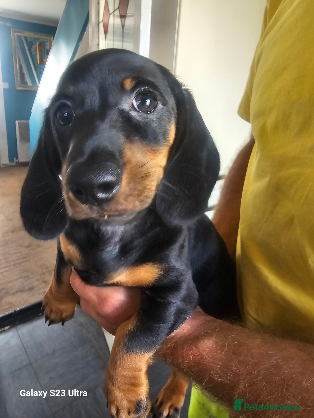 Dachshund dogs for sale: Dachshund puppies  - Image 2