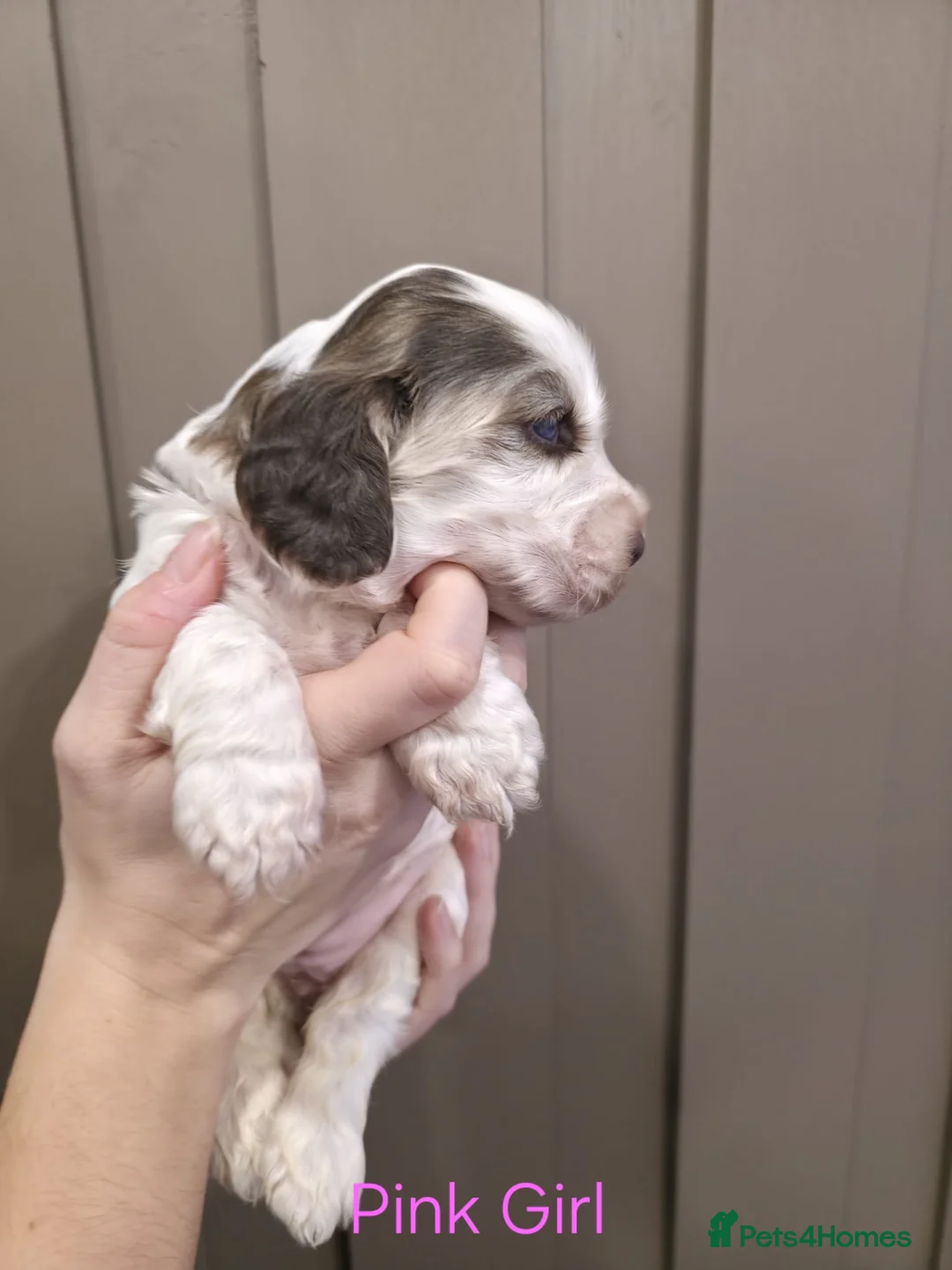 Cocker Spaniel dogs for sale: Show Type Cocker Spaniels Ready to leave now - Advert 16