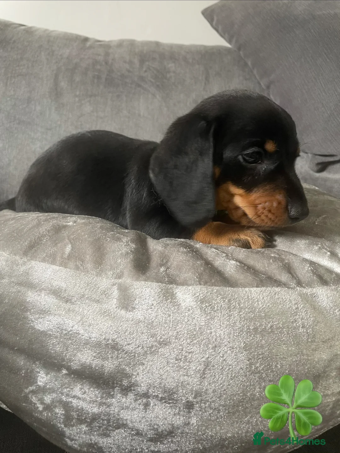 Dachshund dogs for sale: Dachshund puppies ready to leave  - Advert 2