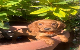 Cocker Spaniel dogs for sale: Working cocker spaniels  - Image 27