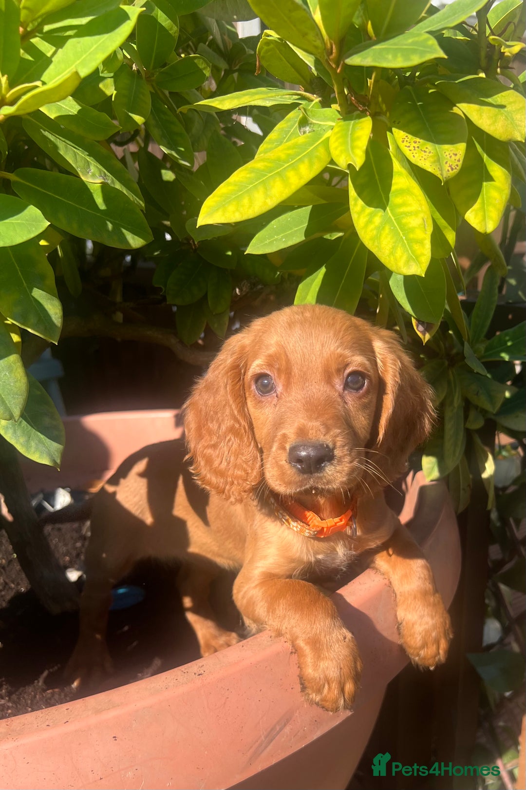 Cocker Spaniel dogs for sale: Working cocker spaniels  - Image 27