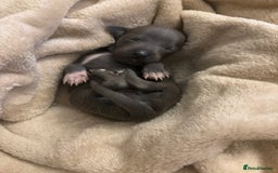 Italian Greyhound dogs for sale: KC Italian Greyhound Puppies  - Image 2