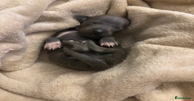 Italian Greyhound dogs - Advert 9