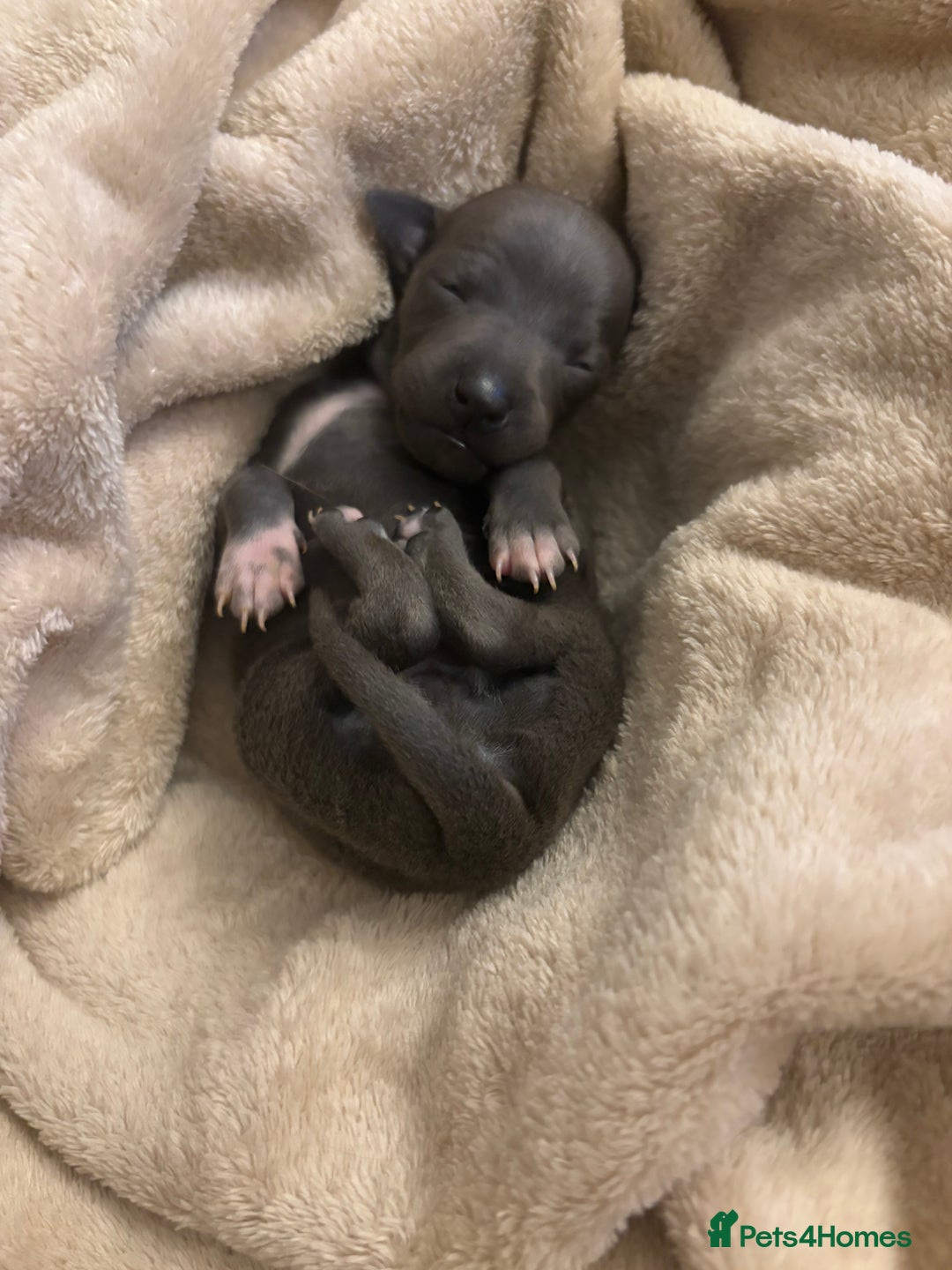 Italian Greyhound dogs for sale: KC Italian Greyhound Puppies  - Image 2