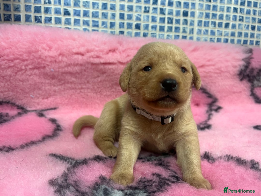 Labrador Retriever dogs for sale: 2 Labrador Retrievers girls left  - Advert 23