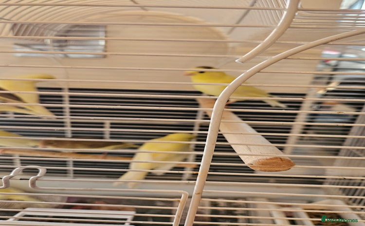 Canaries birds - Advert 1