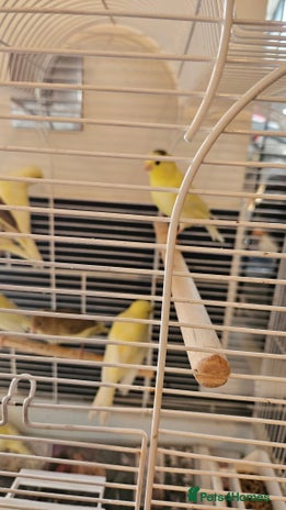Canaries birds - Advert 5