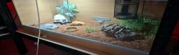 Tarantulas invertebrates for sale: Large Exotic Spider & Reptile Collection – - Advert 3